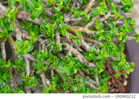 Adenium obesum plant. Green leaves Adenium obesum plant. Green leaves 100960212