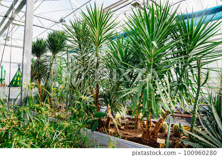 yucca. exotic plants grown in a large greenhouse of the botanical garden. yucca. exotic plants grown in a large greenhouse of the botanical garden. 100960280