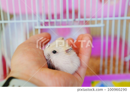 white with a red hamster in a man's hand against the background of a pink cage. white with a red hamster in a man's hand against the background of a pink cage. 100960290