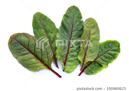 Swiss chard on white background. Baby leaf swiss chard 100960625