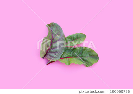 Fresh swiss chard leaves. Baby leaf swiss chard 100960756