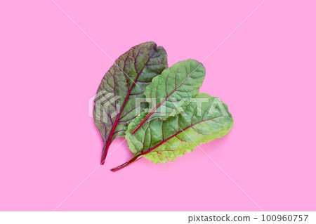 Fresh swiss chard leaves on pink background. Baby leaf swiss chard Fresh swiss chard leaves on pink background. Baby leaf swiss chard 100960757