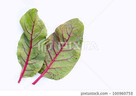 Fresh swiss chard leaves. Baby leaf swiss chard Fresh swiss chard leaves. Baby leaf swiss chard 100960758