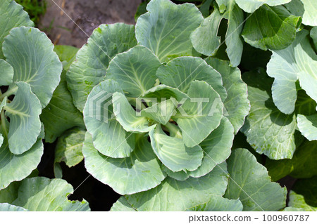 Gren cabbages growing in pots 100960787