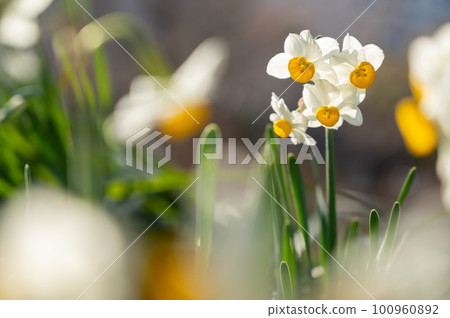 春天花園裡盛開的水仙花 100960892