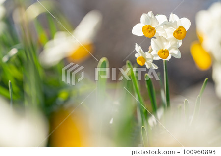 Daffodils blooming in the spring park Daffodils blooming in the spring park 100960893