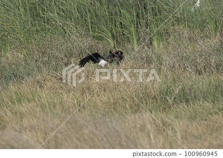 黑鸛拍打著翅膀 100960945