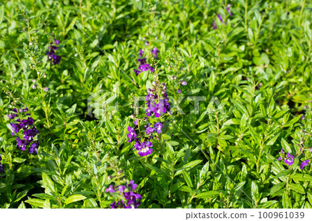 Beautiful angelonia goyazensis benth in the park Beautiful angelonia goyazensis benth in the park 100961039