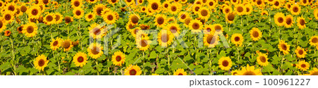 Sunflower field, Beautiful summer landscape. 100961227