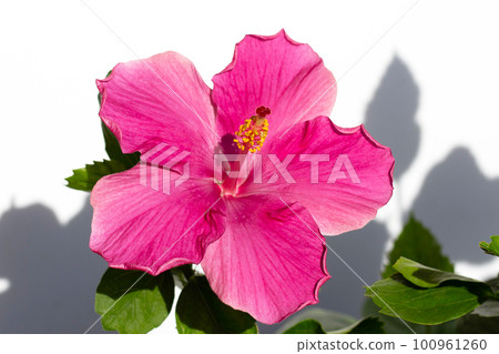 Hibiscus flower on white background. Hibiscus flower on white background. 100961260