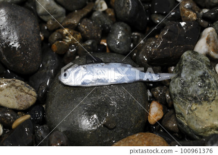 Flotsam 鯔魚家庭魚苗 Flotsam 鯔魚家庭魚苗 100961376
