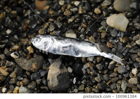 Flotsam 鯔魚家庭魚苗 Flotsam 鯔魚家庭魚苗 100961384