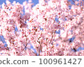 Various cherry blossoms 100961427