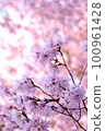 Various cherry blossoms 100961428