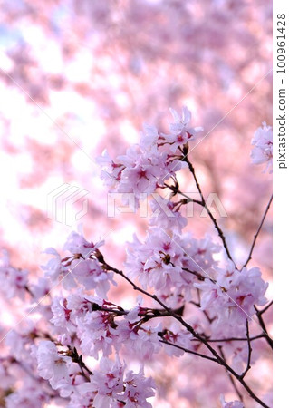 Various cherry blossoms 100961428