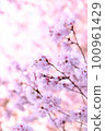 Various cherry blossoms 100961429