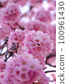 Various cherry blossoms 100961430