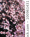 Various cherry blossoms 100961431
