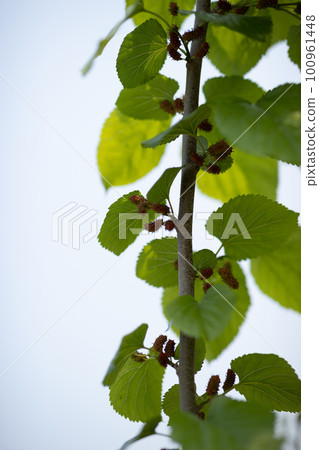 Mulberry growing on tree in spring Mulberry growing on tree in spring 100961448