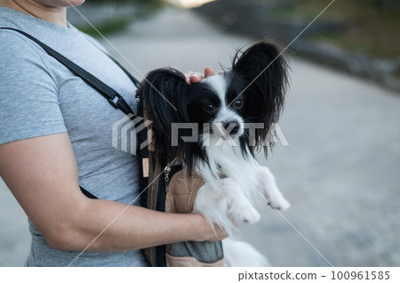 A woman walks with a dog in a backpack. A close-up portrait of a Continental Pappilion Spaniel in a sling. 100961585