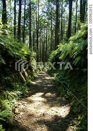 熊野古道/復興森林 100961631