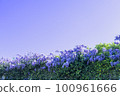 Wisteria flowers in full bloom against the blue sky in spring 100961666