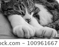 A cat that stretches its front legs and sleeps comfortably 100961667