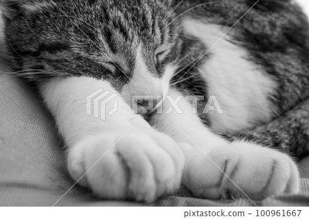 A cat that stretches its front legs and sleeps comfortably A cat that stretches its front legs and sleeps comfortably 100961667