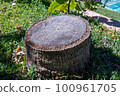 Palm tree stump 100961705