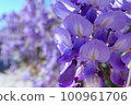 wisteria flowers in full bloom in spring 100961706