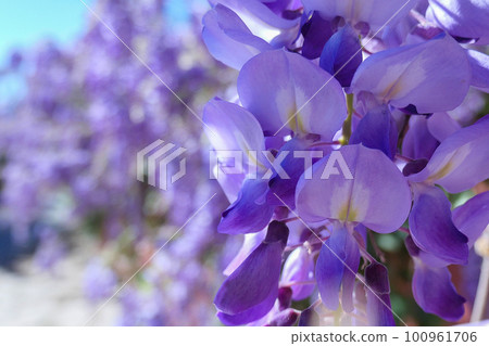 wisteria flowers in full bloom in spring wisteria flowers in full bloom in spring 100961706