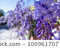 wisteria flowers in full bloom in spring 100961707