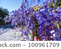wisteria flowers in full bloom in spring 100961709