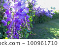 wisteria flowers in full bloom in spring 100961710