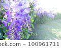 wisteria flowers in full bloom in spring 100961711