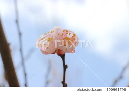 玫瑰花 100961796