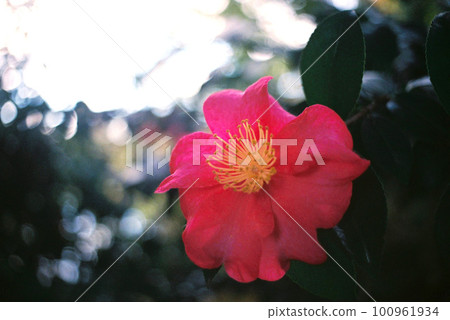 山茶花在透過樹葉的陽光下閃閃發光：膠片攝影 100961934