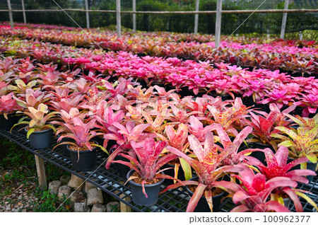 Bromeliad plant tree, Bromeliad garden colorful of leaves bromeliad flower blooming in nursery farm plant green house background - Aechmea fasciata Bromeliad plant tree, Bromeliad garden colorful of leaves bromeliad flower blooming in nursery farm plant green house background - Aechmea fasciata 100962377