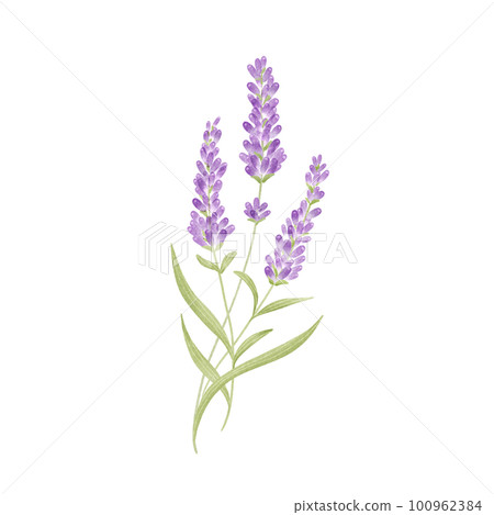 Lavender bouquet watercolor style illustration Lavender bouquet watercolor style illustration 100962384