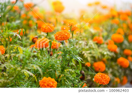 field of marigold flowers on tree in the garden, Orange floral marigold yellow flowers in summer 100962403