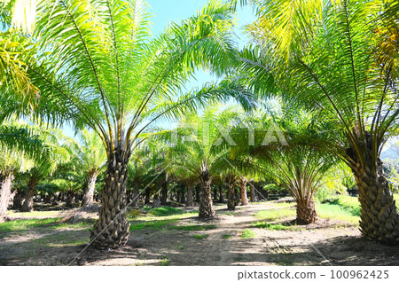 Palm tree in the palm garden with beautiful palm leaves nature and sunlight morning sun, palm oil plantation growing up farming for agriculture, Asia 100962425