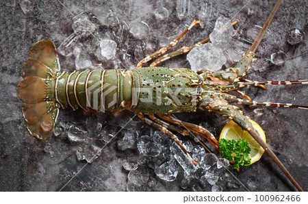 spiny lobster seafood on ice, fresh lobster or rock lobster with herb and spices lemon parsley on dark background, raw spiny lobster for cooking food or seafood market 100962466