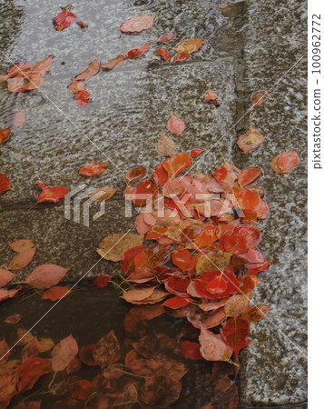 leaves fallen on cobblestone 100962772