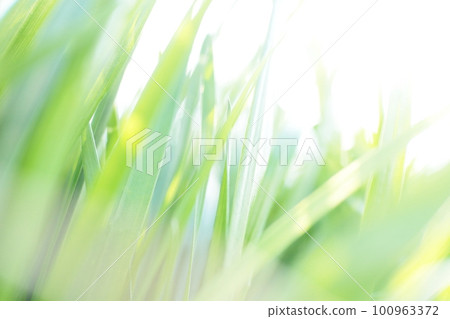Young grass shining brightly in the sunlight Young grass shining brightly in the sunlight 100963372