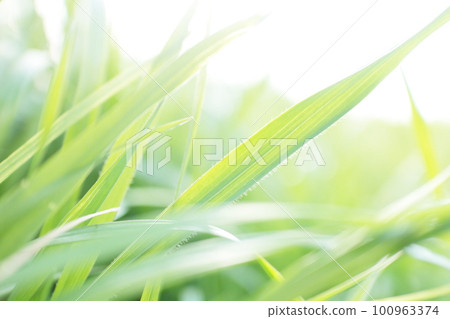 Young grass shining brightly in the sunlight Young grass shining brightly in the sunlight 100963374