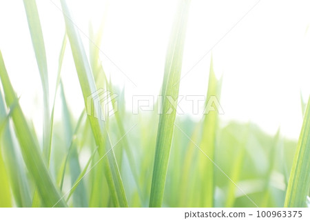 Young grass shining brightly in the sunlight 100963375