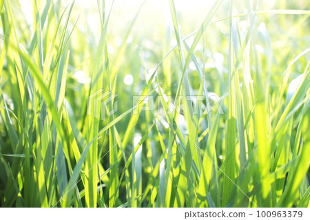 Young grass shining brightly in the sunlight Young grass shining brightly in the sunlight 100963379