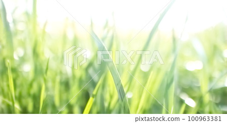 明亮地發光在陽光下的年輕草 100963381
