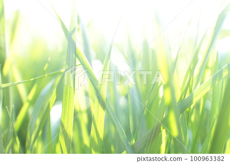 明亮地發光在陽光下的年輕草 100963382