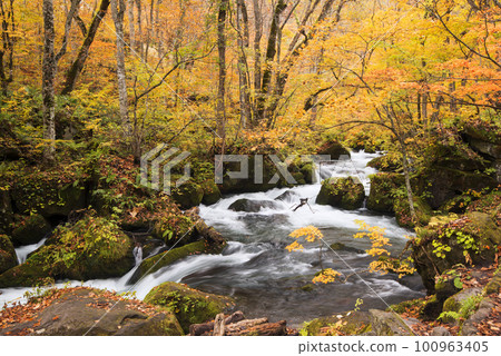 Flow of Asura in Oirase Gorge with autumn leaves Flow of Asura in Oirase Gorge with autumn leaves 100963405